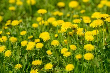 Sarı karahindiba çiçekleri (Taraxacum officinale). Güneşli bahar gününde karahindiba tarlası geçmişi. Çiçekli karahindiba. Şifalı yabani otlar. İlacın doğal bileşeni..