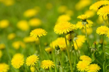 Sarı karahindiba çiçekleri (Taraxacum officinale). Güneşli bahar gününde karahindiba tarlası geçmişi. Çiçekli karahindiba. Şifalı yabani otlar. İlacın doğal bileşeni..