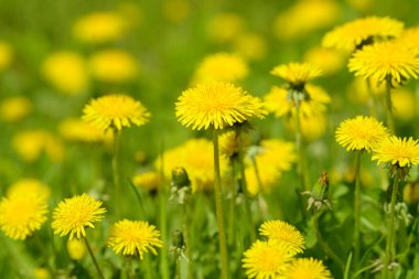Sarı karahindiba çiçekleri (Taraxacum officinale). Güneşli bahar gününde karahindiba tarlası geçmişi. Çiçekli karahindiba. Şifalı yabani otlar. İlacın doğal bileşeni..