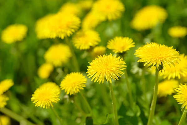 Sarı karahindiba çiçekleri (Taraxacum officinale). Güneşli bahar gününde karahindiba tarlası geçmişi. Çiçekli karahindiba. Şifalı yabani otlar. İlacın doğal bileşeni..
