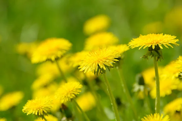 Flores Amarillas Diente León Taraxacum Officinale Fondo Del Campo Dientes —  Fotos de Stock