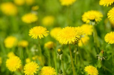 Sarı karahindiba çiçekleri (Taraxacum officinale). Güneşli bahar gününde karahindiba tarlası geçmişi. Çiçekli karahindiba. Şifalı yabani otlar. İlacın doğal bileşeni..