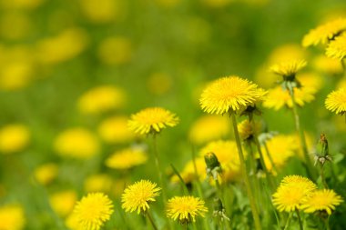 Sarı karahindiba çiçekleri (Taraxacum officinale). Güneşli bahar gününde karahindiba tarlası geçmişi. Çiçekli karahindiba. Şifalı yabani otlar. İlacın doğal bileşeni..