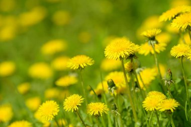 Sarı karahindiba çiçekleri (Taraxacum officinale). Güneşli bahar gününde karahindiba tarlası geçmişi. Çiçekli karahindiba. Şifalı yabani otlar. İlacın doğal bileşeni..