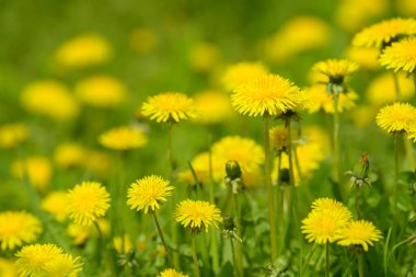 Sarı karahindiba çiçekleri (Taraxacum officinale). Güneşli bahar gününde karahindiba tarlası geçmişi. Çiçekli karahindiba. Şifalı yabani otlar. İlacın doğal bileşeni..