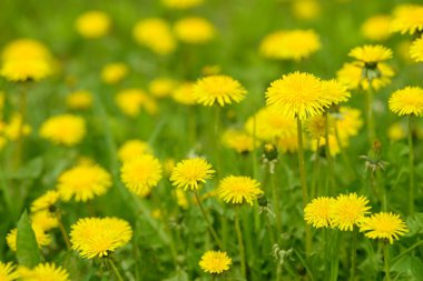 Sarı karahindiba çiçekleri (Taraxacum officinale). Güneşli bahar gününde karahindiba tarlası geçmişi. Çiçekli karahindiba. Şifalı yabani otlar. İlacın doğal bileşeni..