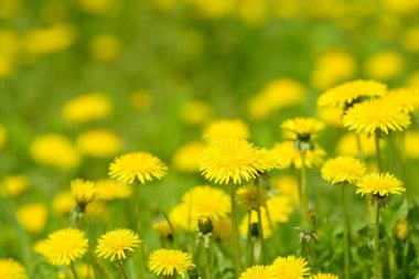 Sarı karahindiba çiçekleri (Taraxacum officinale). Güneşli bahar gününde karahindiba tarlası geçmişi. Çiçekli karahindiba. Şifalı yabani otlar. İlacın doğal bileşeni..