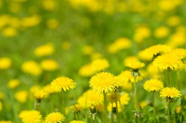 Sarı karahindiba çiçekleri (Taraxacum officinale). Güneşli bahar gününde karahindiba tarlası geçmişi. Çiçekli karahindiba. Şifalı yabani otlar. İlacın doğal bileşeni..