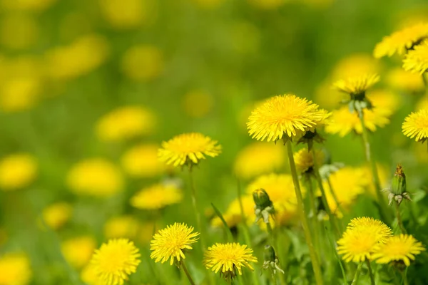 Flores Amarillas Diente León Taraxacum Officinale Fondo Del Campo Dientes —  Fotos de Stock