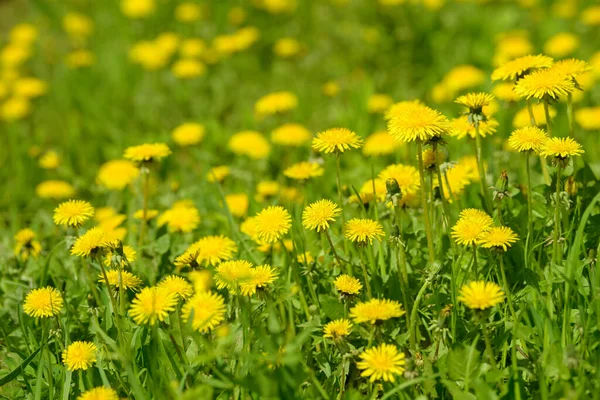 Sarı karahindiba çiçekleri (Taraxacum officinale). Güneşli bahar gününde karahindiba tarlası geçmişi. Çiçekli karahindiba. Şifalı yabani otlar. İlacın doğal bileşeni..