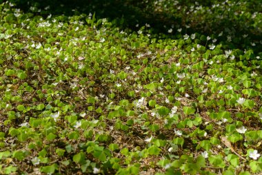 Oxalis articulata veya asetosella. Şifalı yabani otlar filizlenen tahta süpürge otları. Ormanda ya da açıklıkta büyüyen beyaz, pembe ya da sarı çiçekli otlar. Yiyecek ve içecek olarak kullanılan sağlıklı bir bitki..