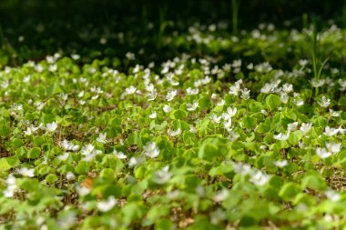 Oxalis articulata veya asetosella. Şifalı yabani otlar filizlenen tahta süpürge otları. Ormanda ya da açıklıkta büyüyen beyaz, pembe ya da sarı çiçekli otlar. Yiyecek ve içecek olarak kullanılan sağlıklı bir bitki..