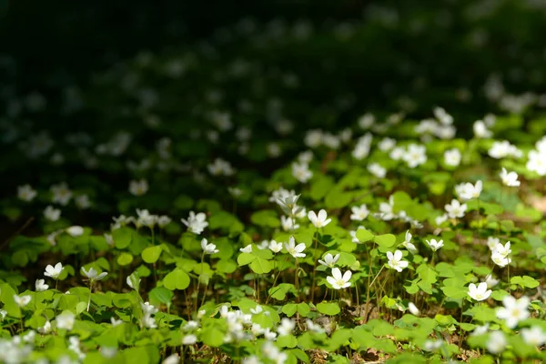 Oxalis Articulata Acetosella Hierba Acedera Medicinal Silvestre Flor Hierba Con — Foto de Stock