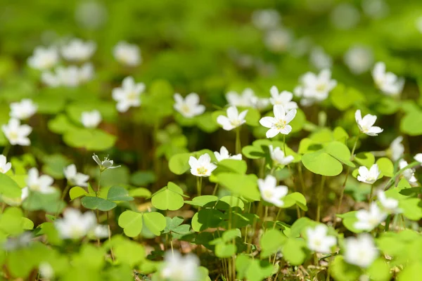 Oxalis Articulata Acetosella Hierba Acedera Medicinal Silvestre Flor Hierba Con —  Fotos de Stock