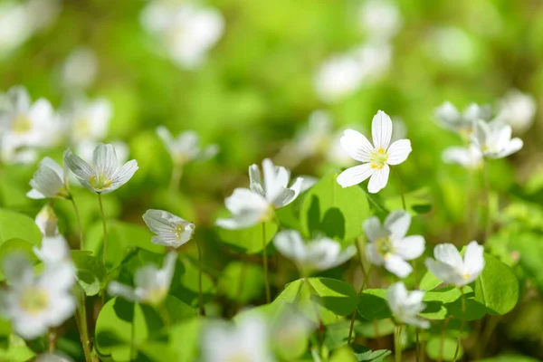 Oxalis Articulata Acetosella Hierba Acedera Medicinal Silvestre Flor Hierba Con —  Fotos de Stock