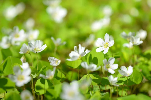 Oxalis Articulata Acetosella Hierba Acedera Medicinal Silvestre Flor Hierba Con —  Fotos de Stock