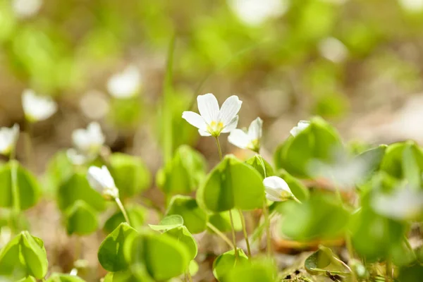 Oxalis Articulata Acetosella Hierba Acedera Medicinal Silvestre Flor Hierba Con —  Fotos de Stock