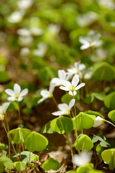 Oxalis Articulata Acetosella Hierba Acedera Medicinal Silvestre Flor Hierba Con —  Fotos de Stock