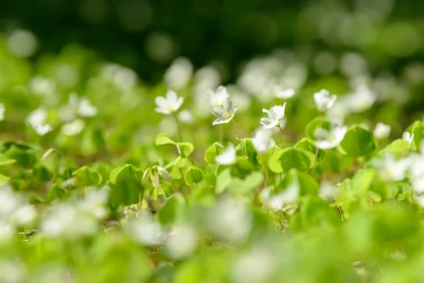 Oxalis Articulata Acetosella Hierba Acedera Medicinal Silvestre Flor Hierba Con —  Fotos de Stock