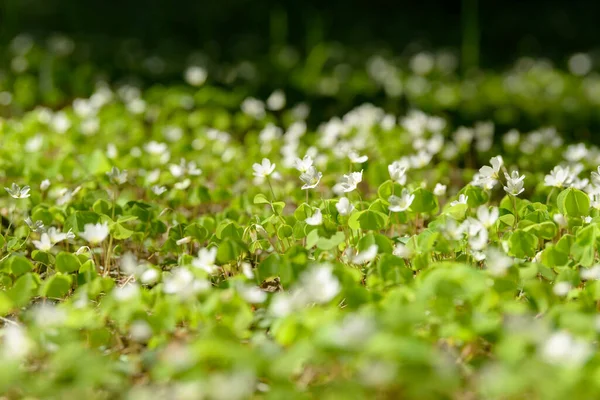 Oxalis Articulata Acetosella Hierba Acedera Medicinal Silvestre Flor Hierba Con — Foto de Stock