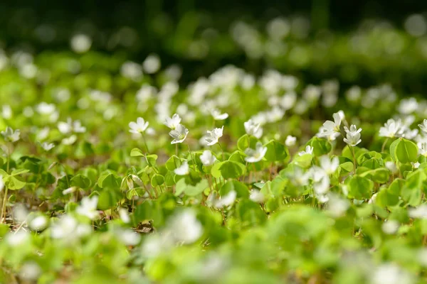 Oxalis Articulata Acetosella Hierba Acedera Medicinal Silvestre Flor Hierba Con —  Fotos de Stock