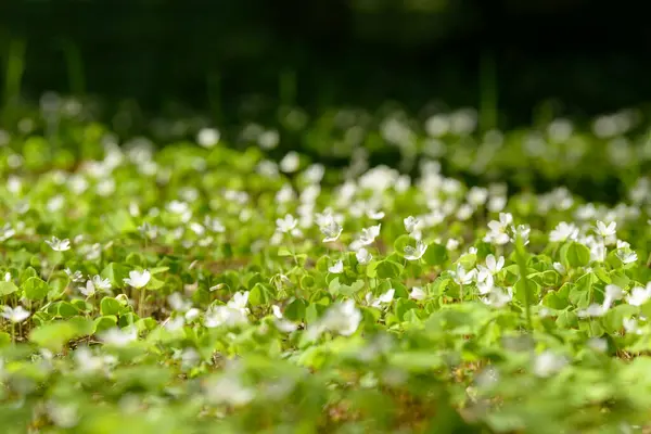 Oxalis Articulata Acetosella Hierba Acedera Medicinal Silvestre Flor Hierba Con —  Fotos de Stock