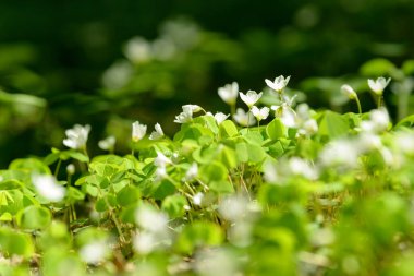 Oxalis articulata veya asetosella. Şifalı yabani otlar filizlenen tahta süpürge otları. Ormanda ya da açıklıkta büyüyen beyaz, pembe ya da sarı çiçekli otlar. Yiyecek ve içecek olarak kullanılan sağlıklı bir bitki..