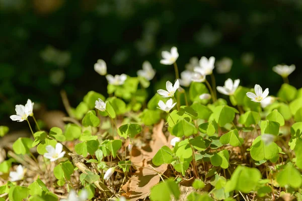 Oxalis Articulata Acetosella Hierba Acedera Medicinal Silvestre Flor Hierba Con —  Fotos de Stock