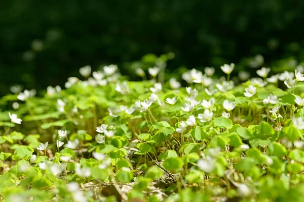 Oxalis Articulata Acetosella Hierba Acedera Medicinal Silvestre Flor Hierba Con — Foto de Stock