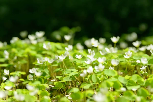 Oxalis Articulata Acetosella Hierba Acedera Medicinal Silvestre Flor Hierba Con — Foto de Stock