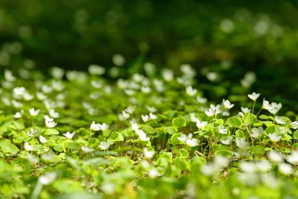 Oxalis Articulata Acetosella Hierba Acedera Medicinal Silvestre Flor Hierba Con — Foto de Stock