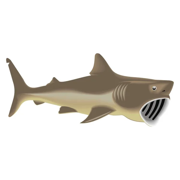 Vektörel clipart büyük basking köpekbalığı — Stok Vektör