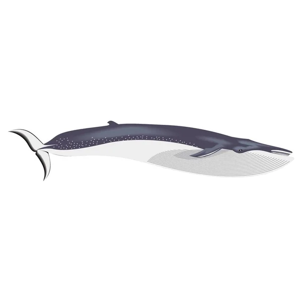 Illustration vectorielle d'une baleine — Image vectorielle