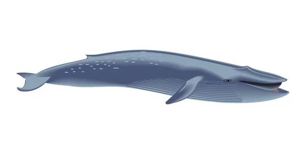 Vectorillustratie van een walvis — Stockvector