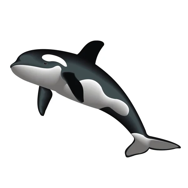 Vector clipart asesino ballena — Archivo Imágenes Vectoriales