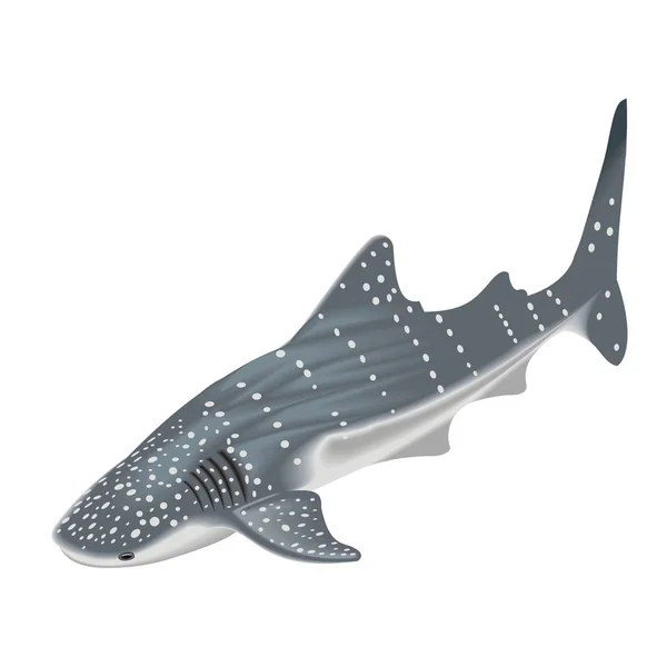 Illustration vectorielle d'un requin baleine — Image vectorielle