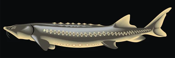 Bir mersin balığı vektör çizim — Stok Vektör