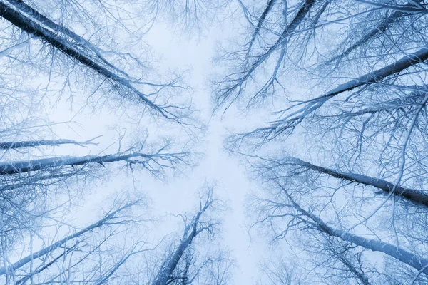 Snowy trees viewed from below