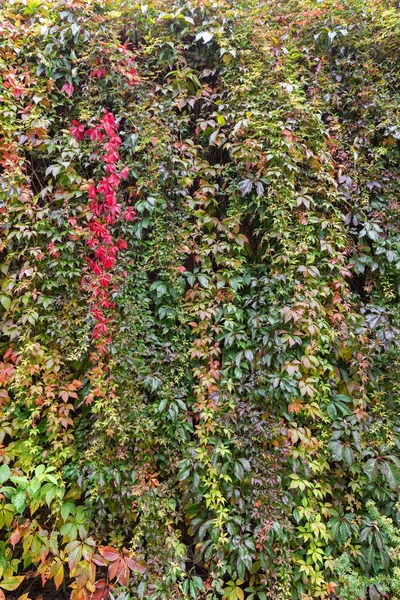 Wall full of vine plant (or climber or creeper) in the autumn.
