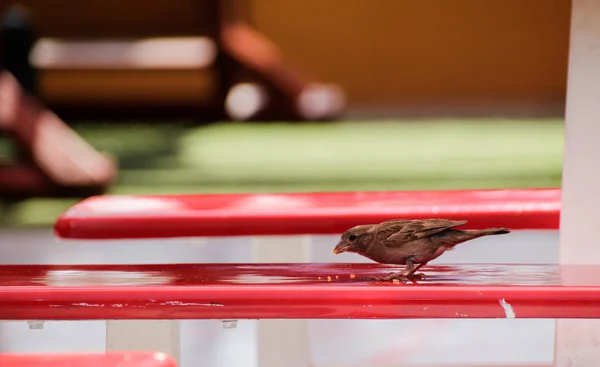 在红色的长椅上吃鸟 — 图库照片