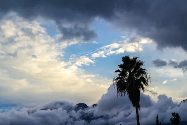 Cielo nublado y palma — Foto de Stock