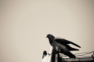 Kentsel sahnede güvercin