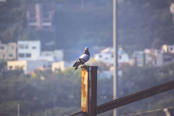 도시 장면에서 비둘기 — 스톡 사진