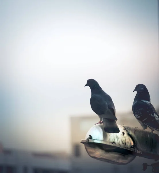 도시 장면에 비둘기 — 스톡 사진