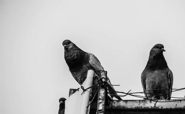 도시 장면에 비둘기 — 스톡 사진