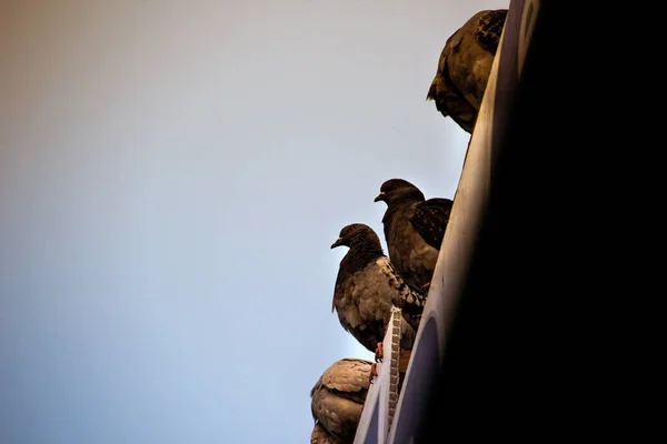 Tauben in der städtischen Szene — Stockfoto