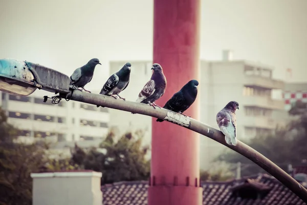 鸽子在城市场景 — 图库照片