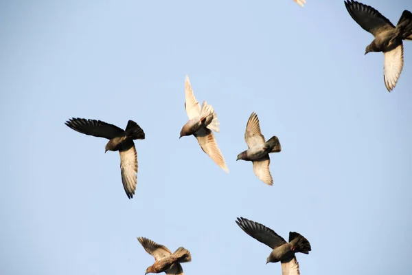 Doves in urban scene — Stock Photo, Image