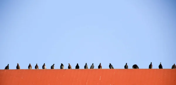 Duiven in stedelijke scène — Stockfoto