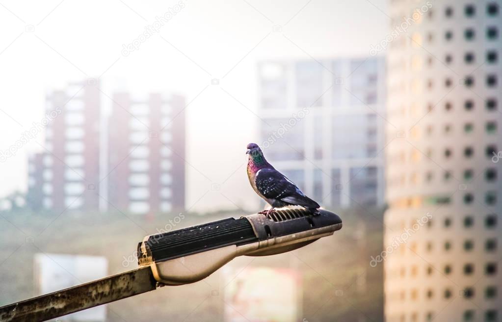 Dove in urban scene